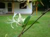 Foto de Complejo los Robles -casas de campo y cabaa